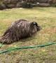 Emu Having Some Sprinkler Fun