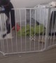 Dog performs expert jailbreak from playpen