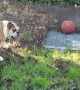 Angry bulldog barks non-stop after ball rolls onto drainage cover and gets stuck