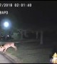 Two bucks lock horns, fight on police dash cam video