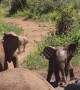 Baby elephant slips in mud trying to chase warthog