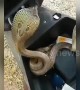Poacher caught with three hissing cobras in scooter\'s boot space