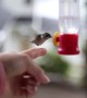Incredible footage shows a wild hummingbird being hand-fed