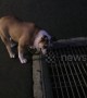 Adorable bulldog is convinced something is lurking beneath these drain covers