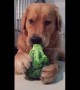 This golden retriever loves snacking on greens