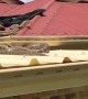 Massive Grumpy Python Roof Retrieval