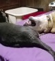 Feisty dog knocks cat off the bed in play fight