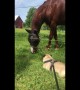 Tenacious pug attempts to battle a horse