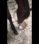Tiny kitten and horse share a sweet bonding moment