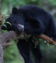 Sleepy Cub Rests on a Branch