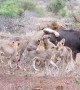 Tourists witness moment pride of lions battle to take down buffalo