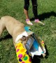 Excited bulldog unwraps her own birthday presents