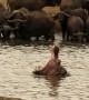 Dominant bull hippo shows teeth to herd of buffalo