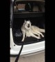 Husky Refuses To Leave Car, Throws Epic Tantrum