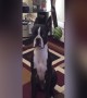 Dog Lets his Owner Know just how much he wants a Snack