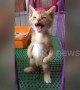Kitten stands on two legs like a human