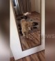 Dog can\'t believe his eyes when he sees himself in the mirror for the first time