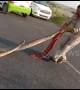 Huge python snaps twice at cop trying to save it