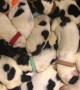 Village help save a litter of 14 orphaned puppies