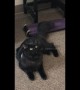 Cat Learns she is adopted