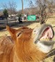 Mini mule puts on the goofiest toothy grin on command