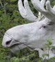 Rare footage of stunning white moose shot in Sweden