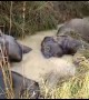 Tragedy as seven wild elephants electrocuted by power lines in India