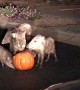Pigging Out on Pumpkin
