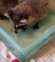 Baby Raccoons Learn to Fish