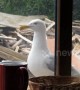 Seagull knocks on window for food every day