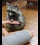 Raccoon shows off some impressive tricks