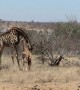 Mother giraffe protects her badly injured calf from hungry hyenas