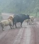 Dramatic battle between buffalo and pride of lions in Tanzania