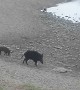 Boars on the Beach