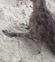Police Rescue Confused Kangaroo from Beach