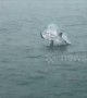 Great white shark breaches with seal in its jaws
