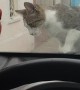 Man Scares Cat, Instant Karma Ensues