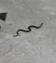 Cat Versus Snake
