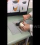 Vets perform emergency \'Caesarean\' to help hatch tiny Kiwi chick