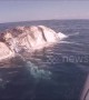 Diver films tiger sharks and great whites feasting on whale carcass off the coast of Australia