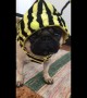 Pug has bee-utiful new costume