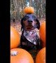 Goofy dog triumphantly balances pumpkin on head