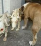 Bulldog tries to befriend skeleton dogs in spirit of Halloween