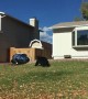 Black Bear Strolls Through Neighbourhood