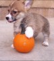 Corgi puppy challenges equally tiny pumpkin