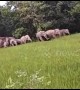 Gang of 100 elephants raid Indian village looking for food