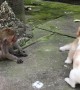 Two Puppies and a Monkey
