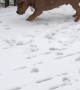 Pitbull Puppy Plays in Snow for First Time