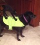 Dog shows off hilarious Halloween costume