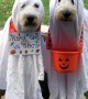 Doodle Duo Trick-Or-Treating